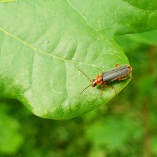 Soldier Beetle (Cantharis sp)