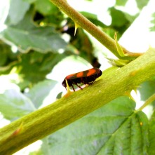 Red-and-Black Froghopper