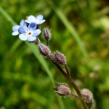 Common Forget-me-not