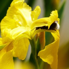 White-tailed Bumblebee on Yellow Iris
