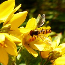 Hoverfly sp
